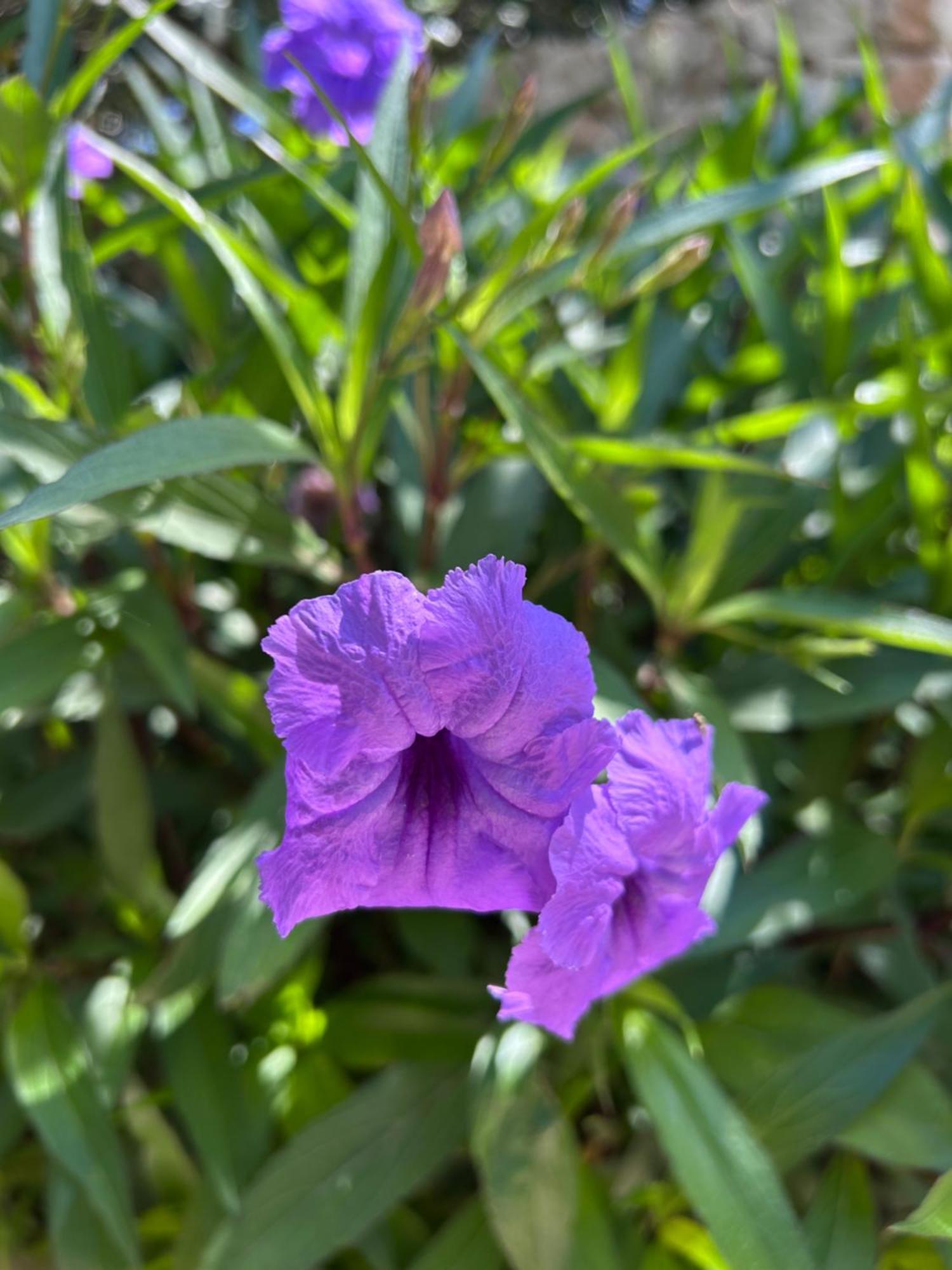 Ta Skorba Mgarr L-Imgarr